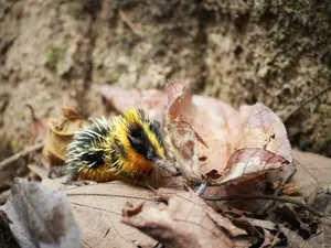 10 Unusual Animals You've Never Heard Of