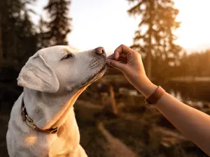 15 Human Foods You Can Treat Your Dog To
