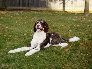 2024's Top Dog Breeds Unveiled 