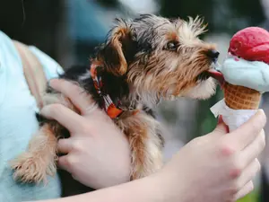 5 Foods Dogs Should Never Eat