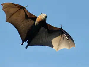 7 Flying Creatures That Aren't Birds