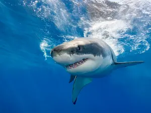 7 Of The Most Shark-Infested Beaches In North America