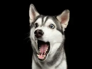 9 Surprising Dog Facts Unleashed