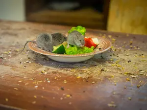 'Absolutely Revolting': Pregnant Diner Alleges Rat Found In Salad