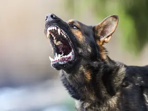 Police Shoot Man And Dog After SF Attack