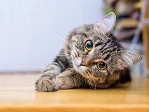 Cat Caught With Crack Busted Sneaking Into Jail