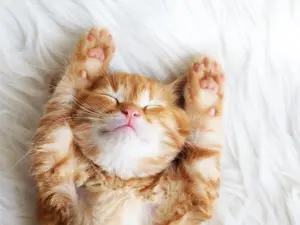 Cuteness Overload! These Kittens Will Make You Smile All Day