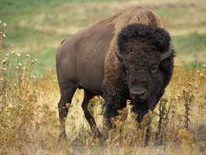 FL Man Gored In Shocking Attack At Yellowstone