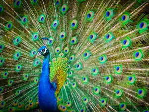 Florida Man Kills, Eats Pet Peacocks