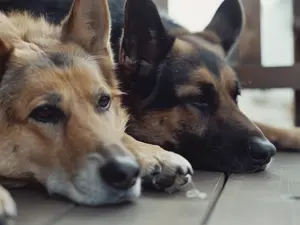 Hackman's Dogs Tried To Save Him - Here's What Happened