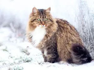 How A Frozen Kitten Was Brought Back To Life With A Hairdryer