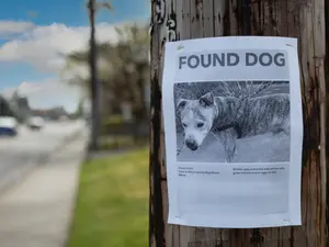 Hurricane-Lost Dog Found 300 Miles Away After 8 Years
