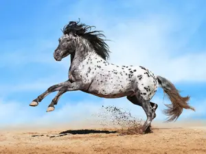Meet The Horse Breeds That Dazzled Kings And Conquered Wild Frontiers