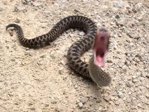 Nature's Top 10 Scaly Assassins