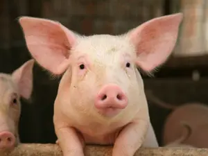 NY Man Plots To Kill Rival, Feed Body To Hogs