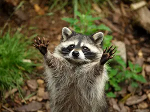 'Raccoon With Meth Pipe' Found In Driver's Seat During Ohio Stop
