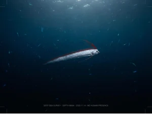 Rare Deep-Sea 'Doomsday Fish' Spotted Near Monterey