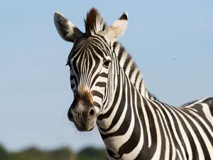 Runaway Zebra Stops Traffic In Tennessee