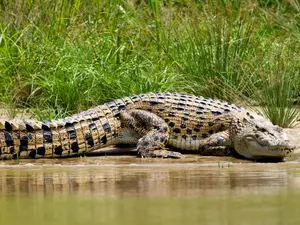 Search For Missing Man Ends With Disturbing Crocodile Discovery