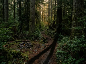 She Walked Into the Woods With Him in 1983. DNA Finally Changed the Case.