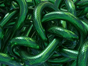 Snake Breeder Found Dead - It Wasn't A Snake