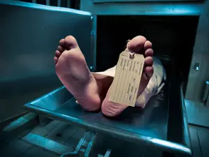 Stolen Skulls, Creepy Dolls: Harvard's Morgue Scandal