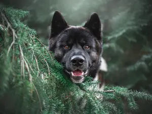 Deputies Describe Fatal Dog Attack: Community Grieves