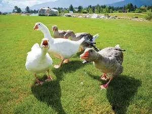 72-Year-Old Woman Seriously Injured By Geese Attack
