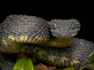 The 10 Most Dangerous Animals In The World
