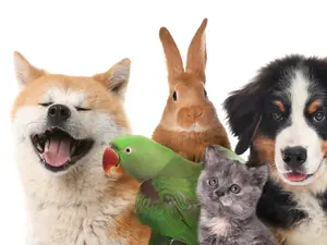 The 5 Cutest Things You'll See On The Internet Today