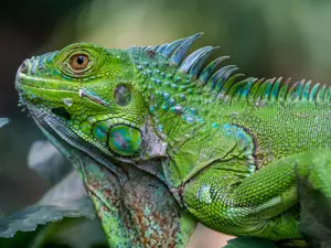 These 6 Animals See Way Better Than Humans