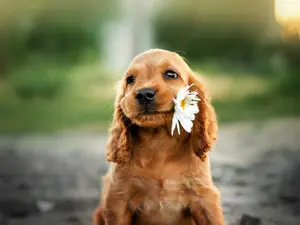 Top 10 Cutest Puppies On The Internet